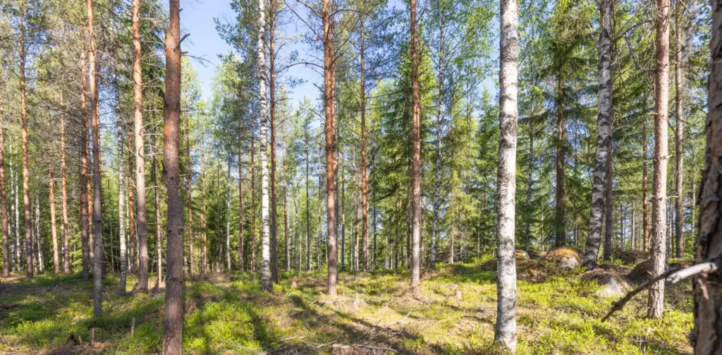 Tälle kuvalle ei ole vaihtoehtoista kuvatekstiä. Tiedoston nimi on 6-monimuotoisnen-metsa-osa-6-sekametsa_sanna_tuominen.webp