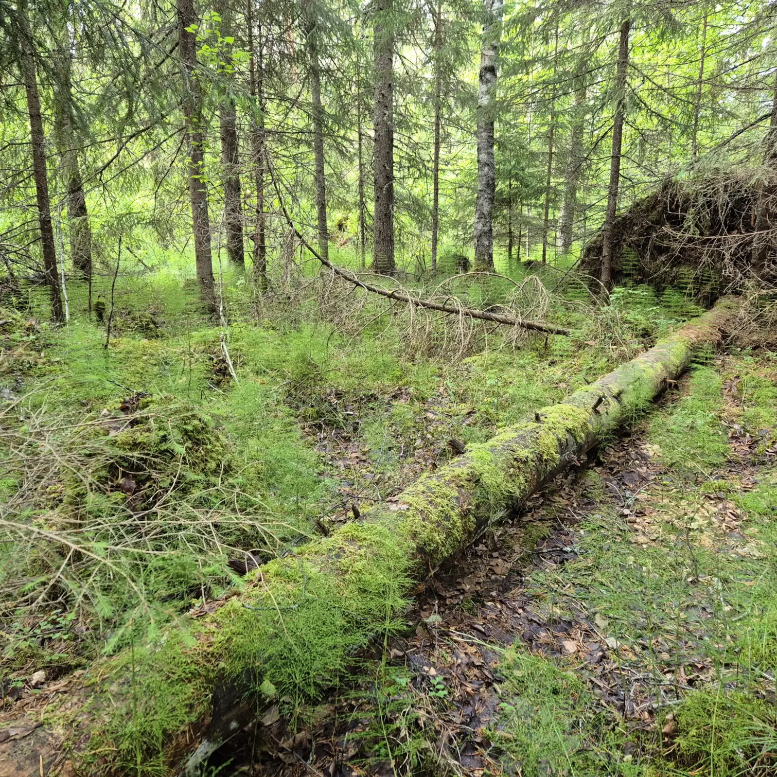 Lahonnut puunrunko metsässä.