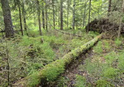 Lahonnut puunrunko metsässä.
