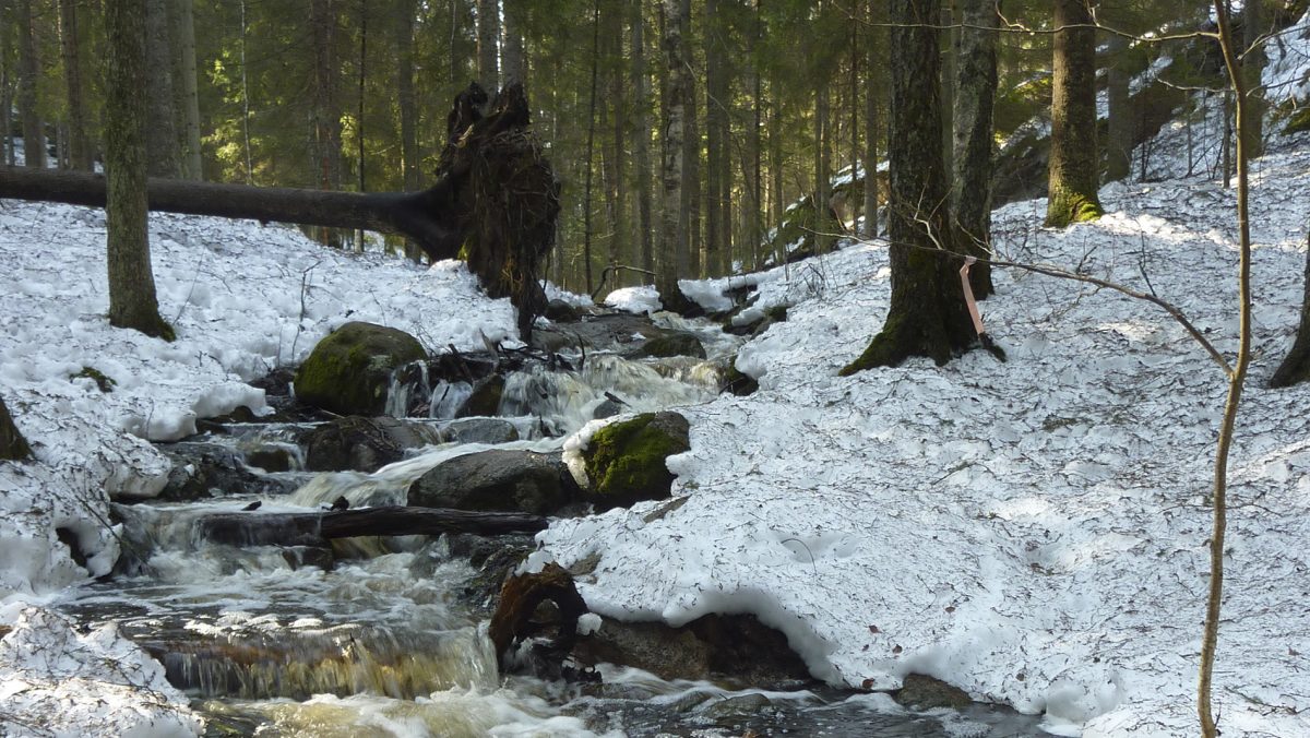 Monimuotoisuutta metsässä neljältä vuosikymmeneltä - Metsänhoitoyhdistys
