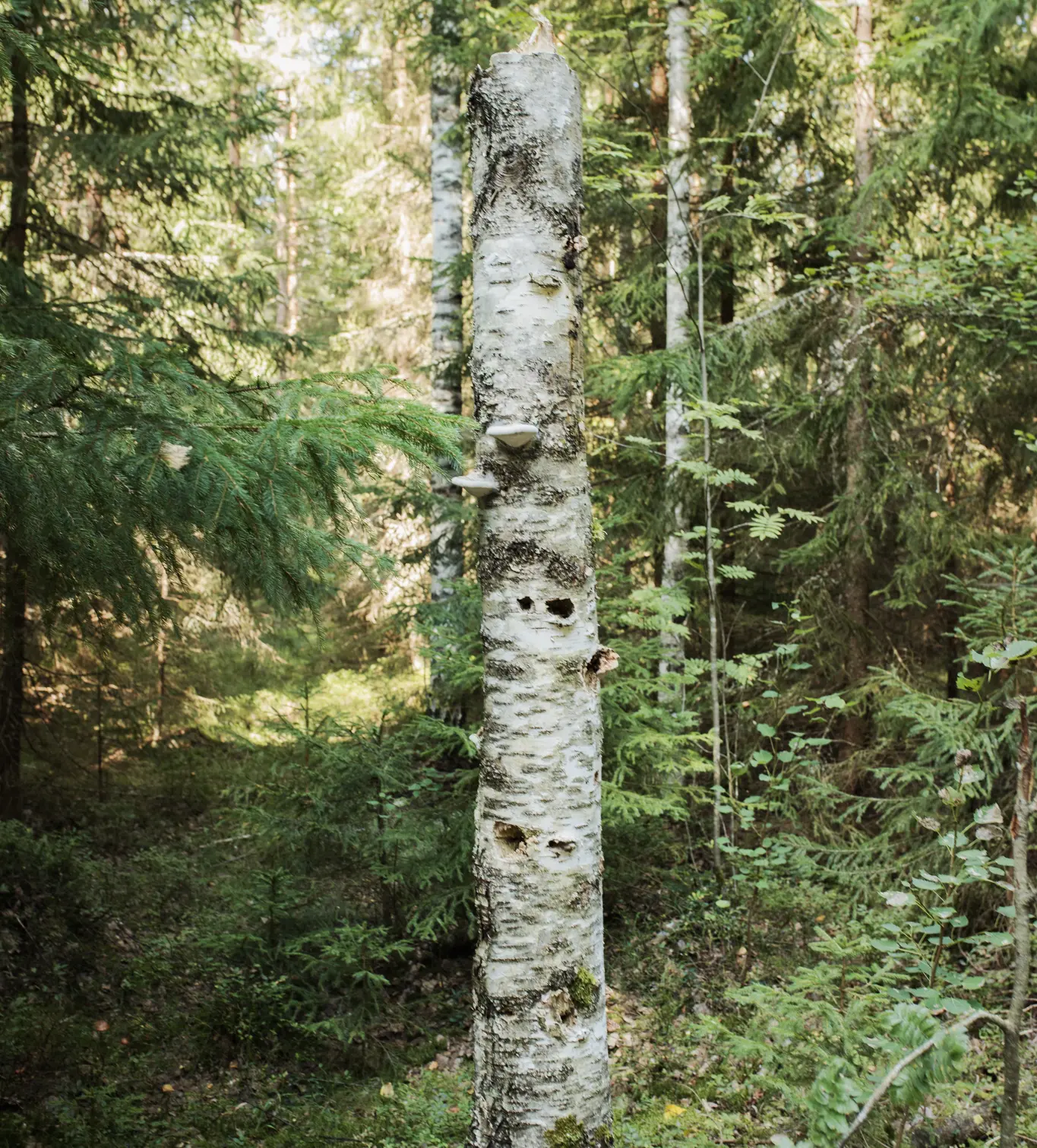 Tekopökkelö harvennusmetsässä