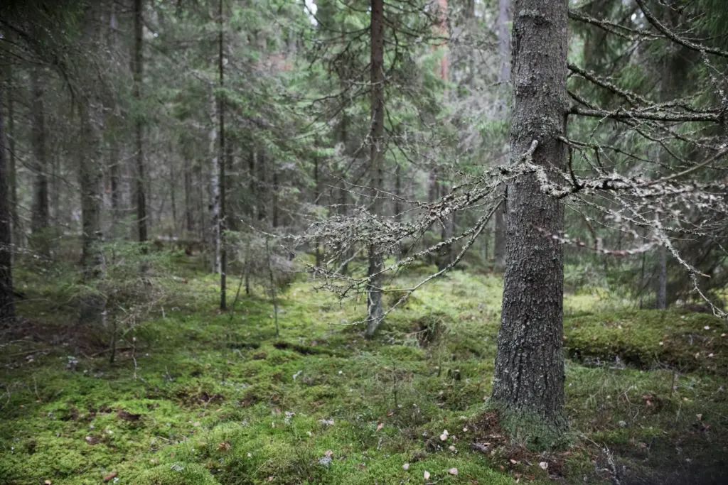 Kuusikko