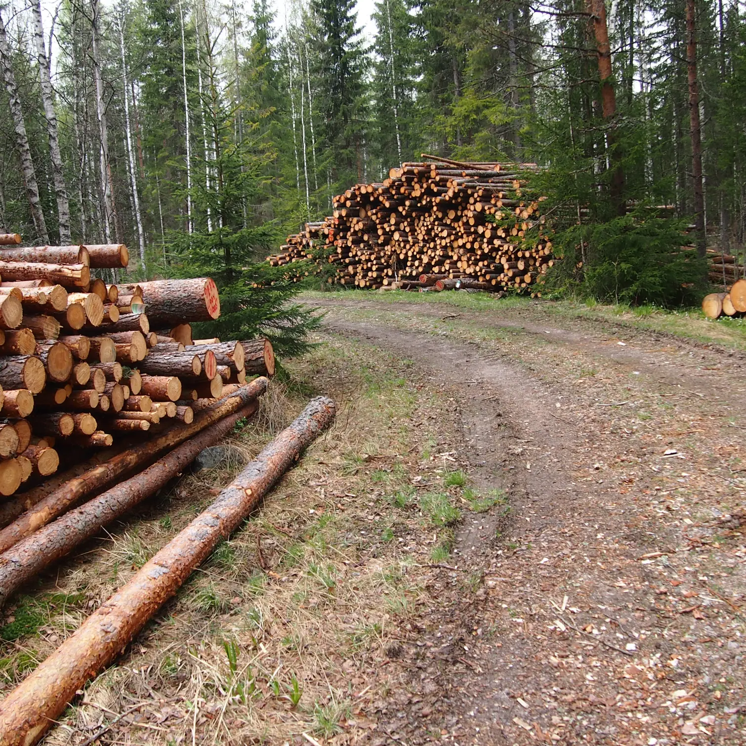 Puupinoja metsätien varrella.