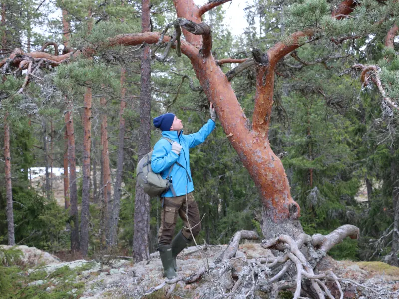 Kuolinpesä metsänomistajana