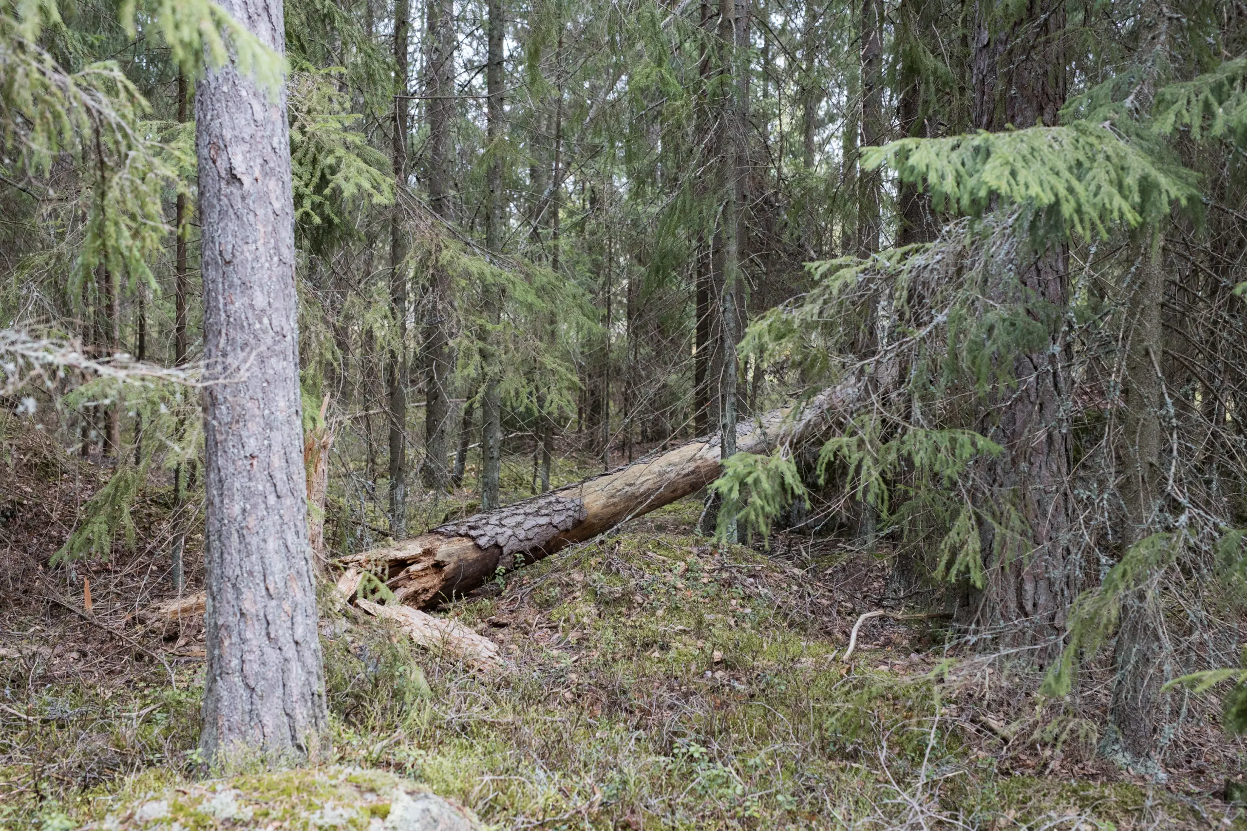 metsien suojelu