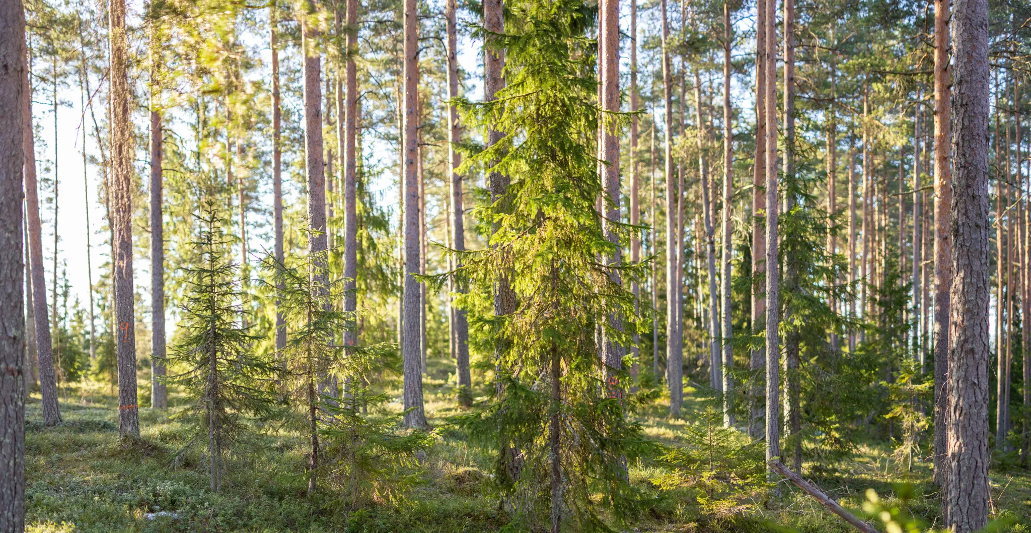 Metsä