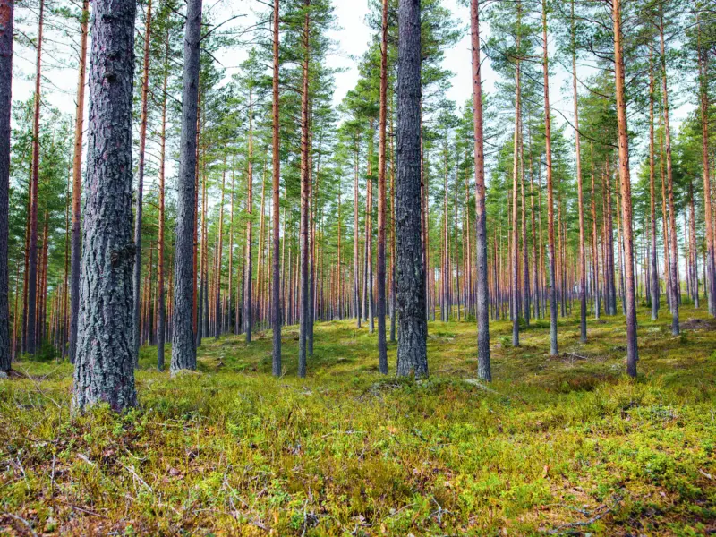 Metsän myynti