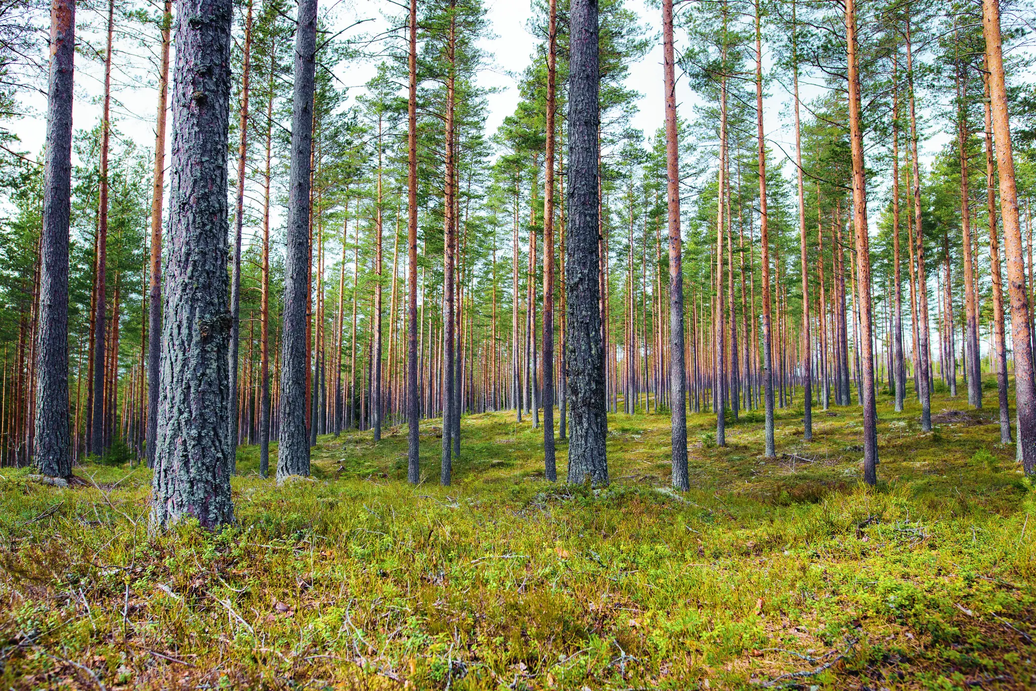 Männikkö kesällä