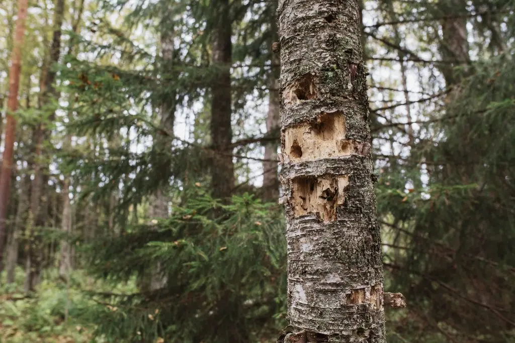 Tekopökkelö metsässä, jossa tikan tekemiä reikiä