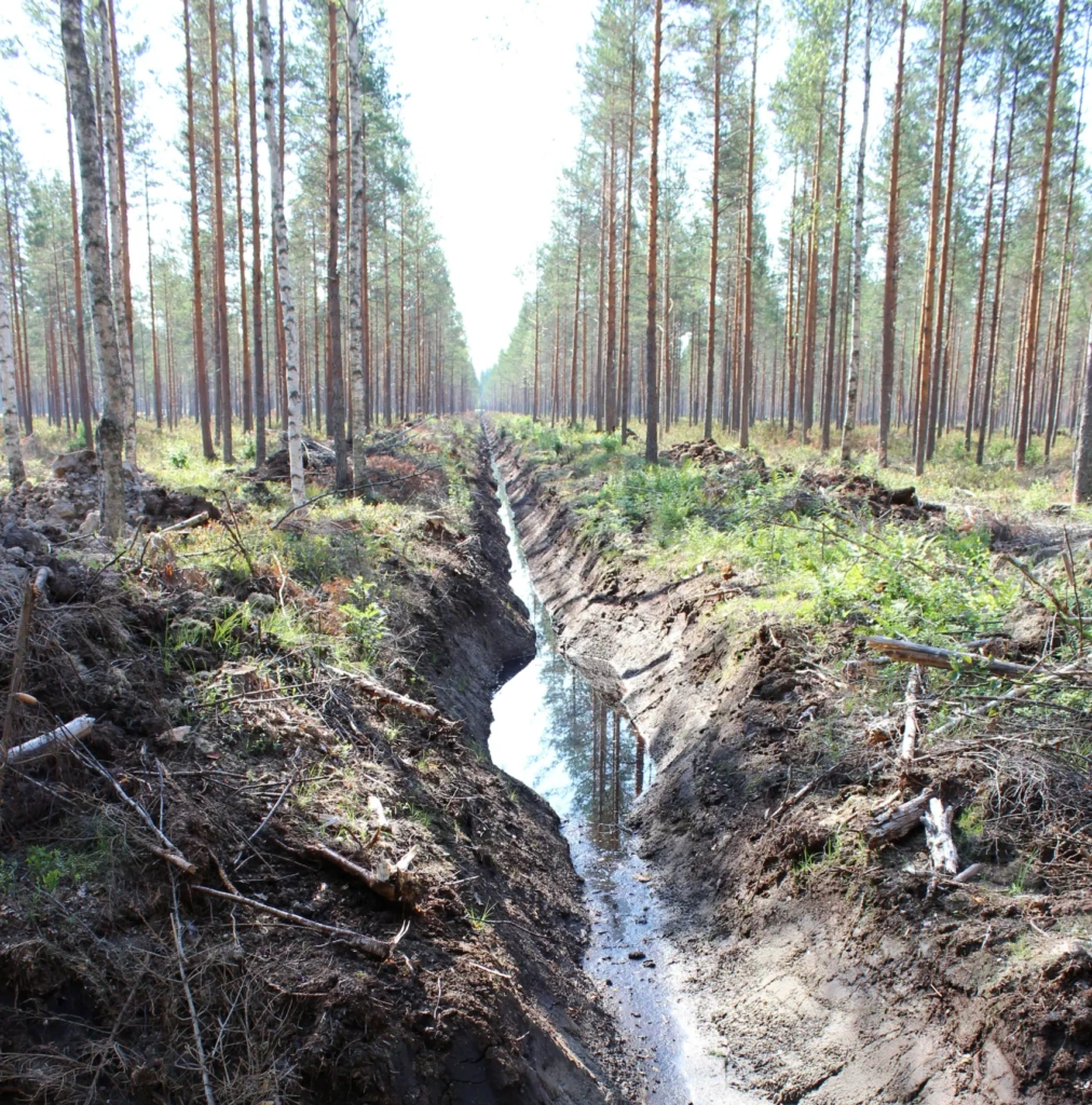 Kunnostusojitettu turvemaametsä