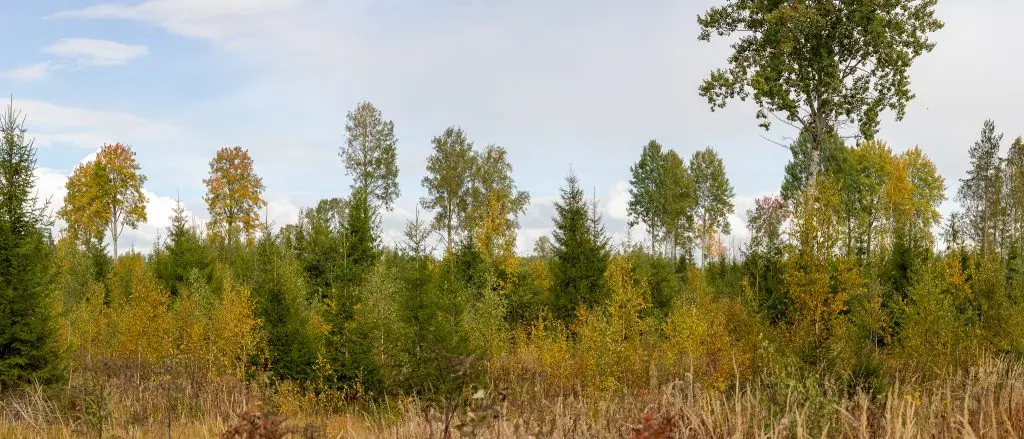 Säästöpuita taimikossa syksyllä