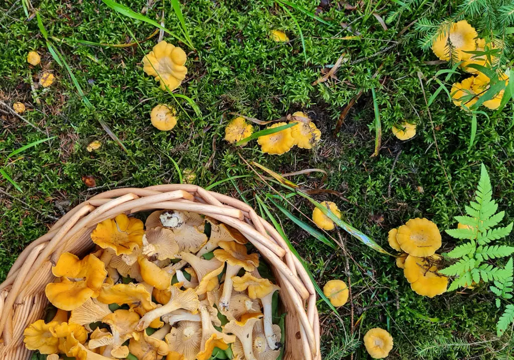 Kantarelleja korissa metsässä.