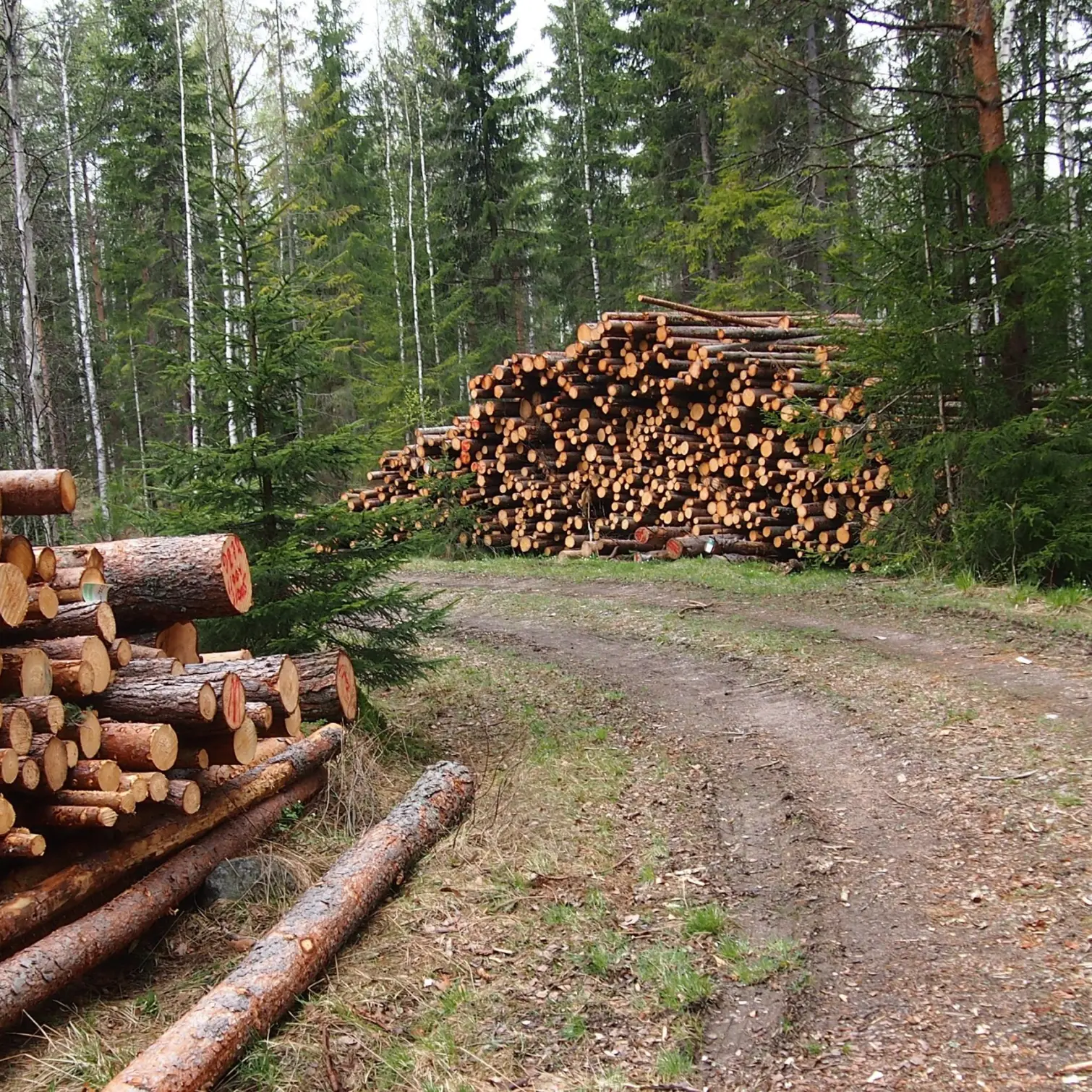 Puupinoja metsätien varrella.