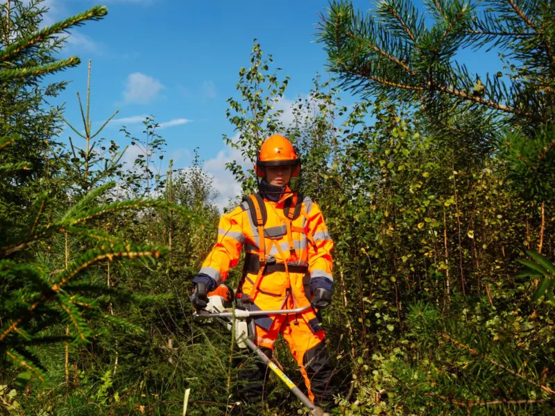 Taimikonhoito on kannattava sijoitus metsän tulevaisuuteen