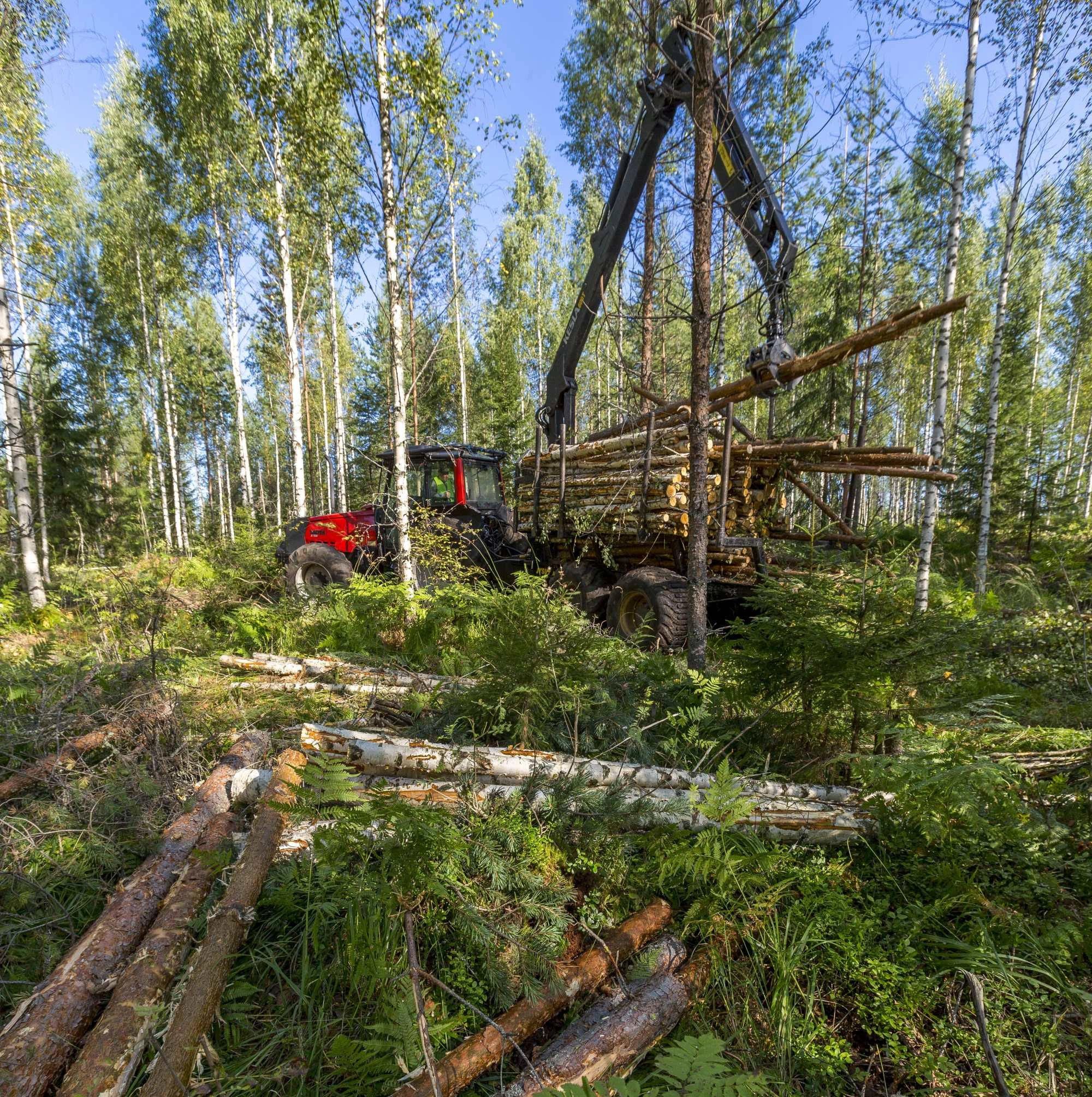 Metsätraktori ottaa kouralla kyytiin mäntykuitua ensiharvennusmetsästä.