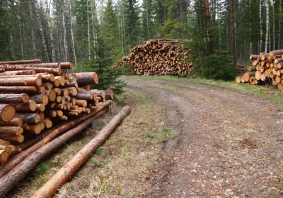 Havupuupinoja metsäautotiellä