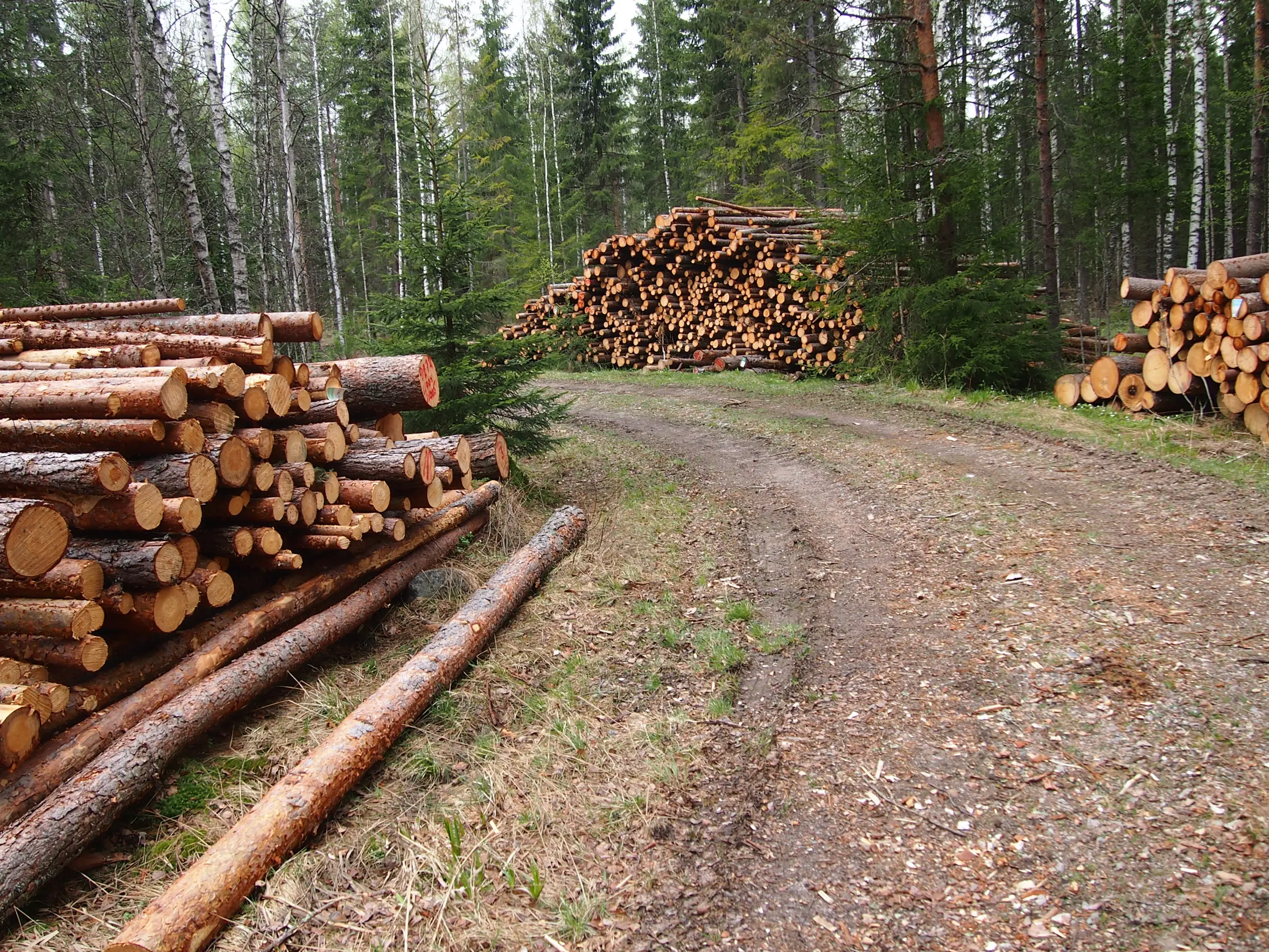 Havupuupinoja metsäautotiellä